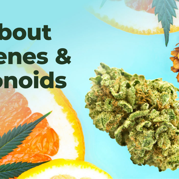 All About Terpenes & Flavonoids