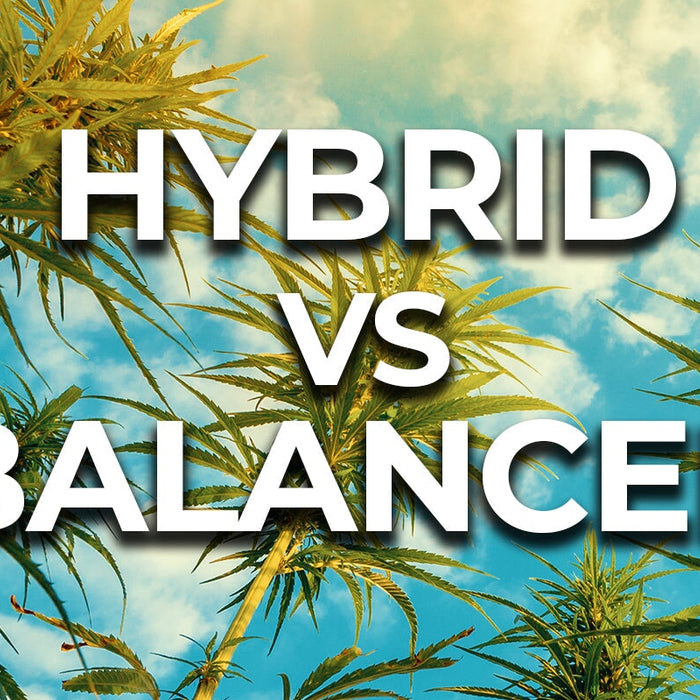 Hybrid Cannabis vs Balanced Cannabis