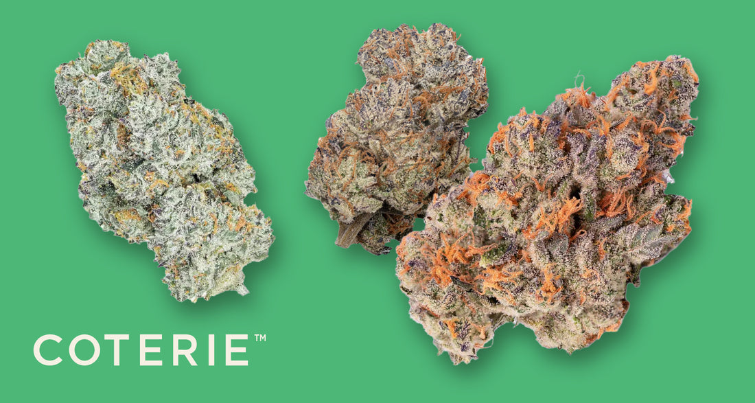 Craft cannabis from Coterie