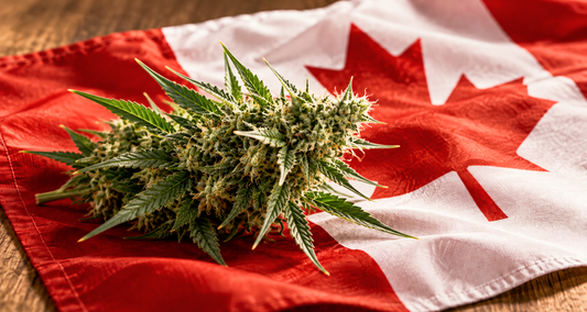 Pink Kush and Other Strains Born in Canada