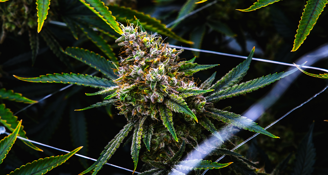 This Season's Craft Flower & Pre-Roll Spotlight