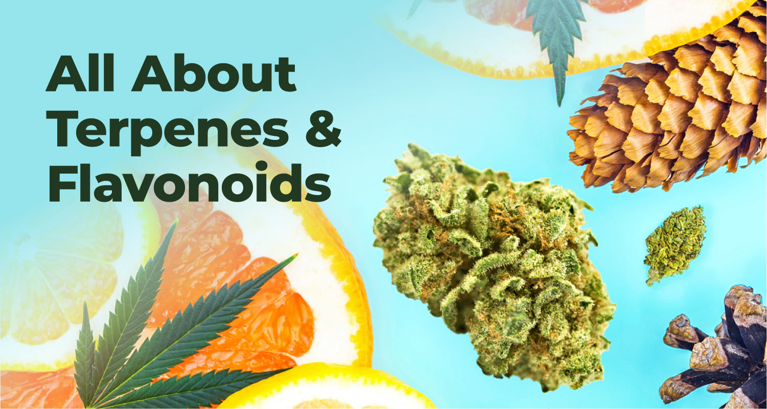 All About Terpenes & Flavonoids
