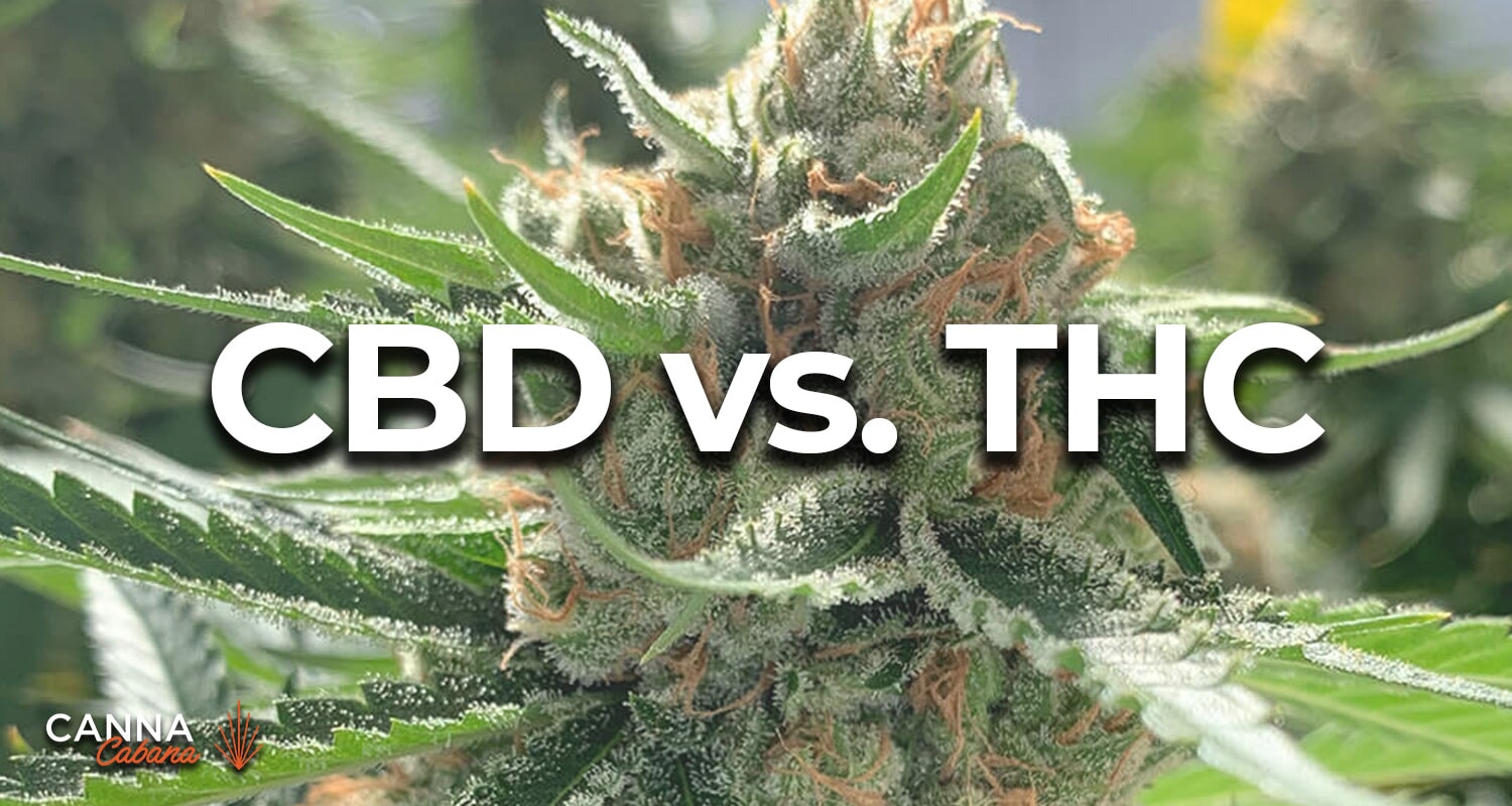 CBD vs THC:  What's The Difference?