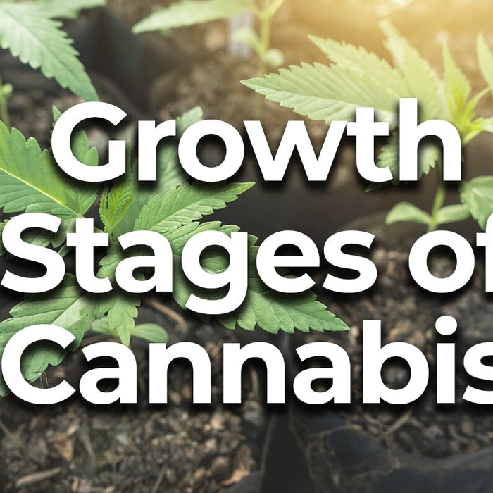 How a Cannabis Plant Grows