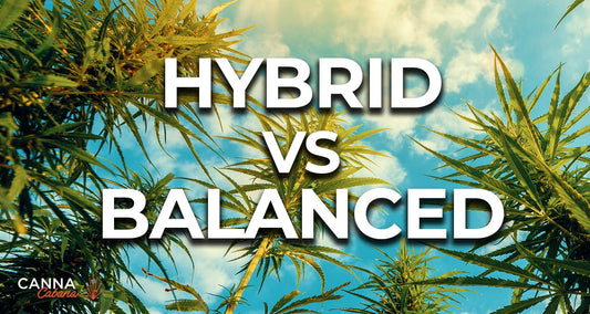 Hybrid Cannabis vs Balanced Cannabis