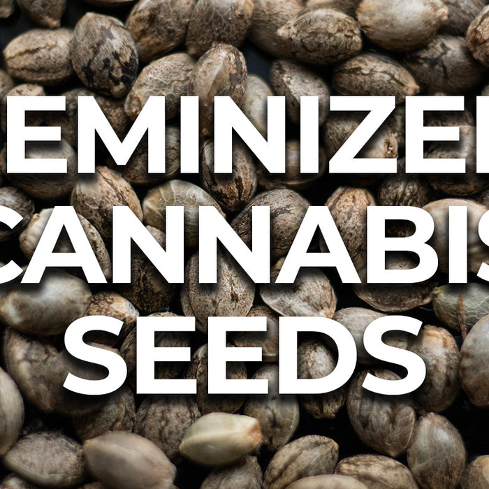 Feminized cannabis seeds
