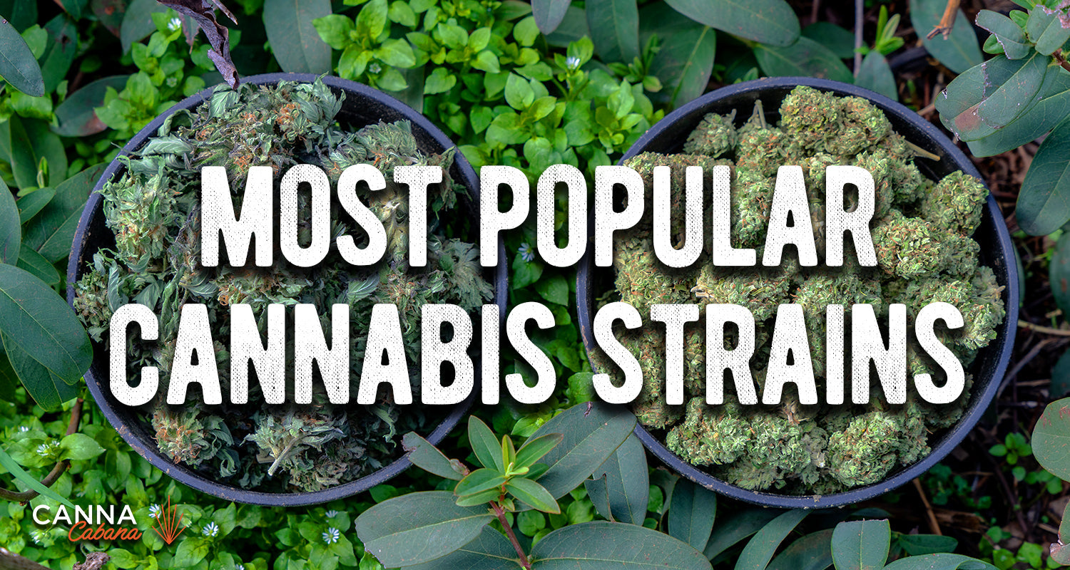 What Are The Most Popular Cannabis Strains? — Canna Cabana