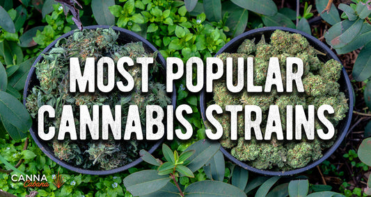 What Are The Most Popular Cannabis Strains?