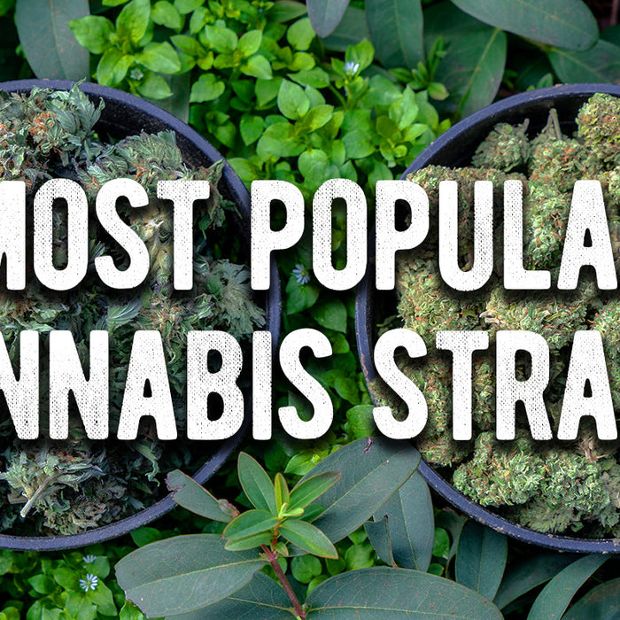 What Are The Most Popular Cannabis Strains?