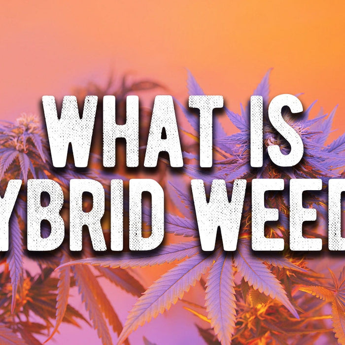 what is hybrid weed