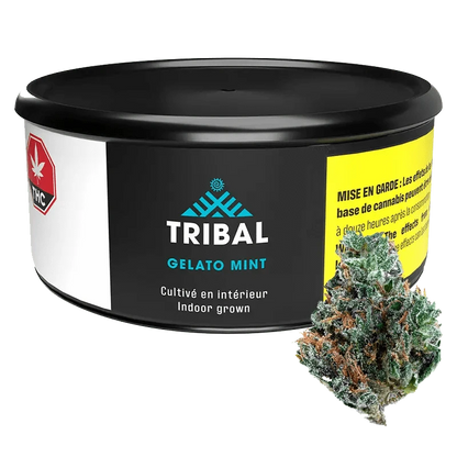 Front view of the Gelato Mint product packaging with bold text on a black background.