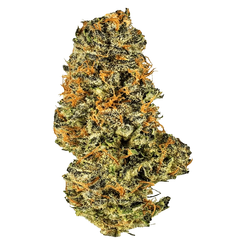 Close-up of a single dense Mac and Cheese bud, shown front-on with bright trichomes and orange pistils against a plain background.