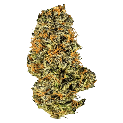 Close-up of a single dense Mac and Cheese bud, shown front-on with bright trichomes and orange pistils against a plain background.