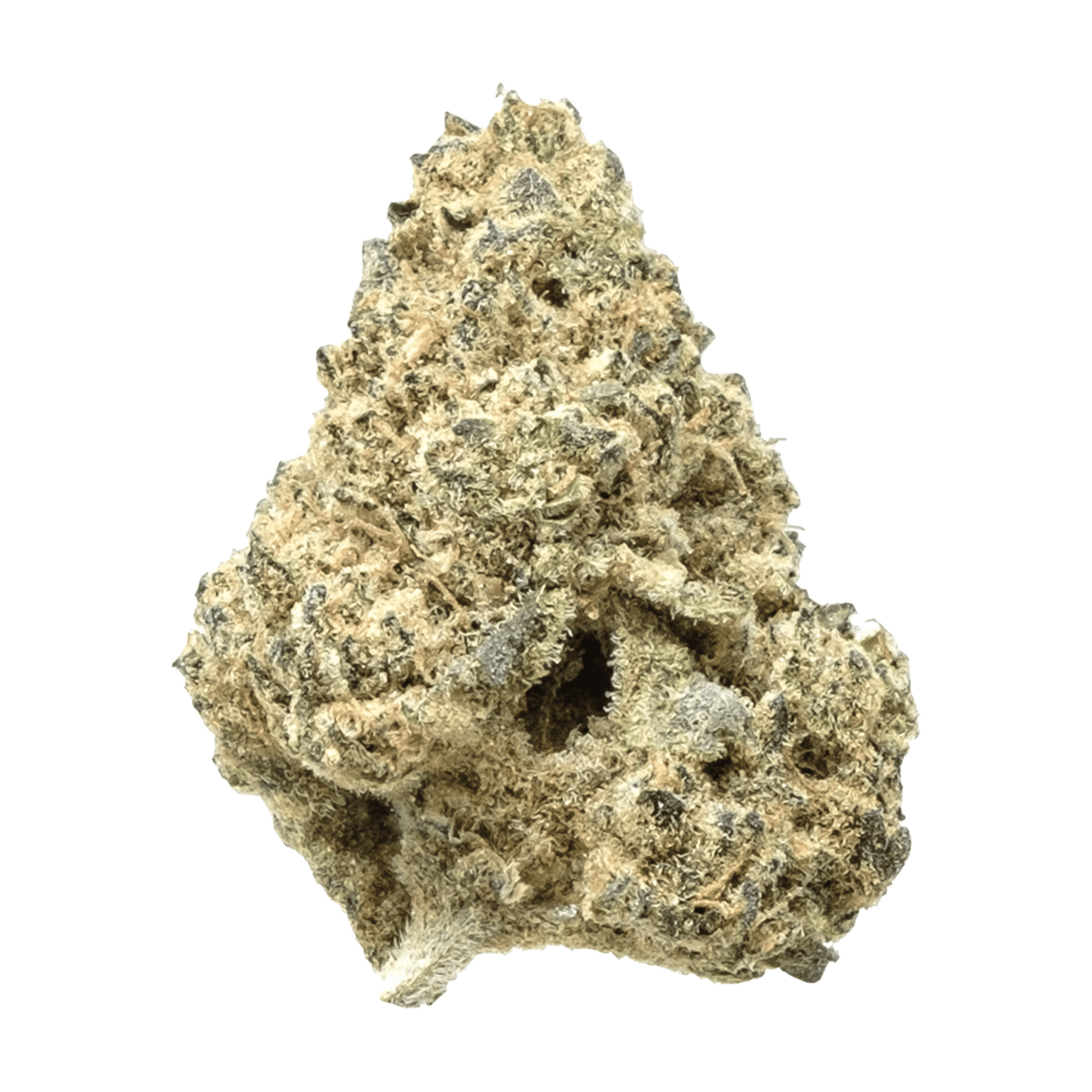 Close-up view of the Sativa, displaying a textured, rugged surface against a plain white background.
