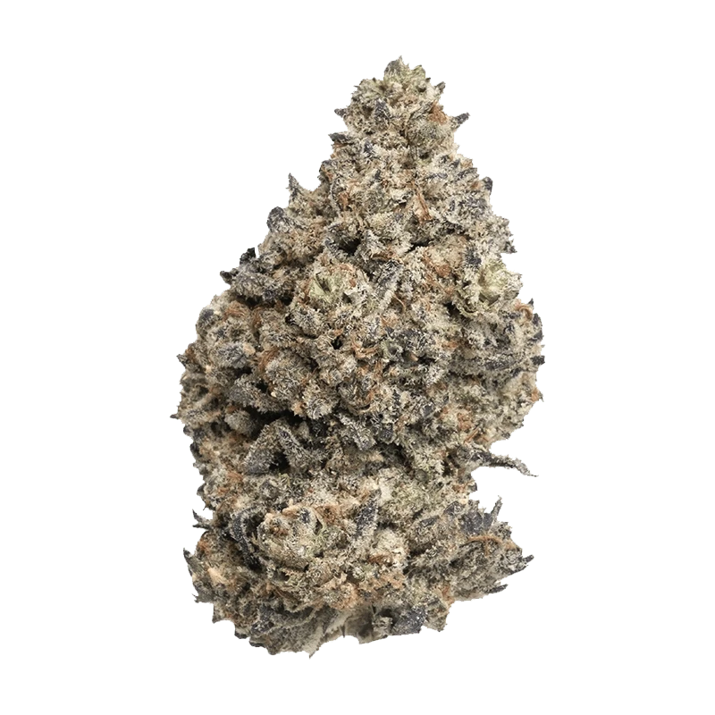 A slightly angled, close-up view of the Rotating Sativa, showcasing its unique visual texture and form against a plain white background.