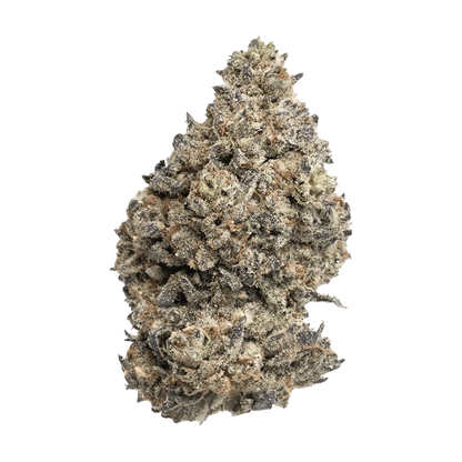 A slightly angled, close-up view of the Rotating Sativa, showcasing its unique visual texture and form against a plain white background.