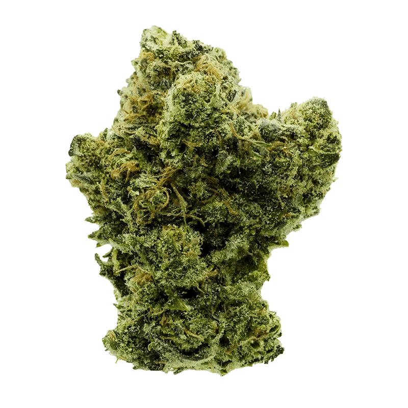 Close-up front view of a dense green bud of Rotating Indica against a plain white background, showing frosty trichomes and orange pistils.