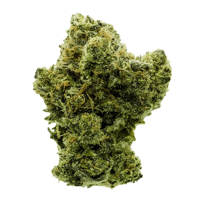 Close-up front view of a dense green bud of Rotating Indica against a plain white background, showing frosty trichomes and orange pistils.