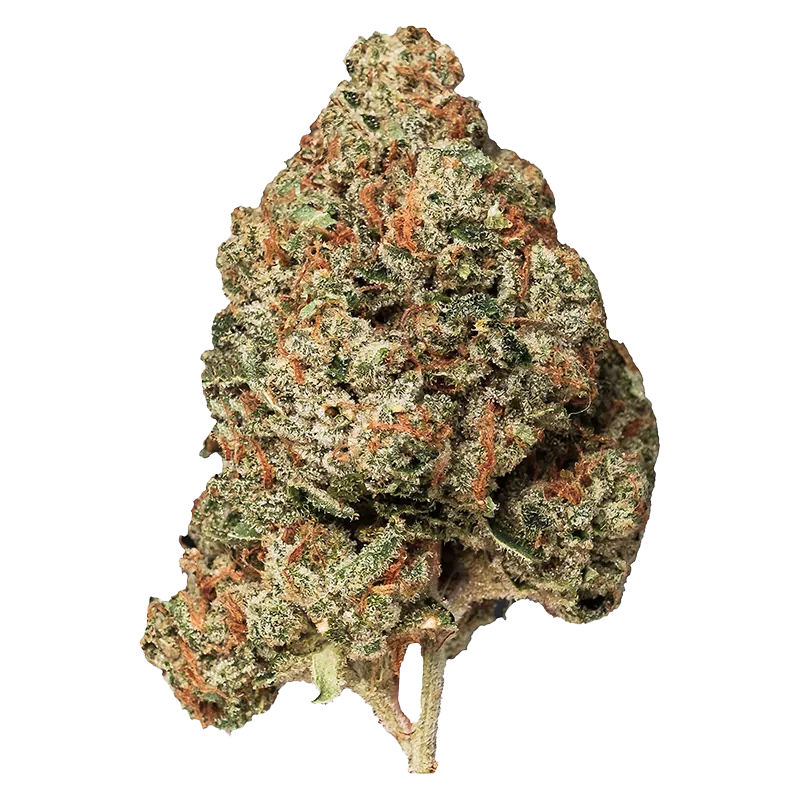 Close-up of the dense "Island Pink" cannabis bud, photographed from the front against a plain white background showing orange pistils and frosty trichomes.