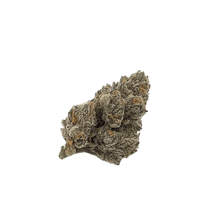 Close-up of the 10 G's flower bud against a stark white background, highlighting its textured surface.