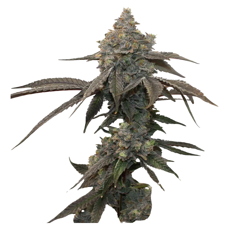 Kief Cannabis 7 g Kryptochronic Flower