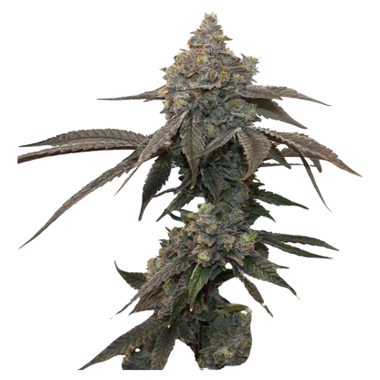 Kief Cannabis 7 g Kryptochronic Flower