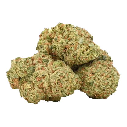 Close-up of a small cluster of light-green, orange-flecked buds of Organic Durban Gorilla against a plain white background.