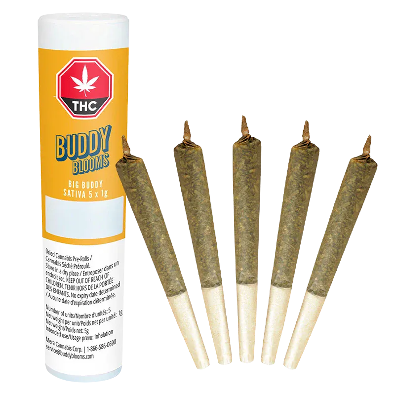 Five pre-rolled joints fanned in front of a yellow Buddy Blooms Big Buddy PR 5 x 1 g tube against a white background.