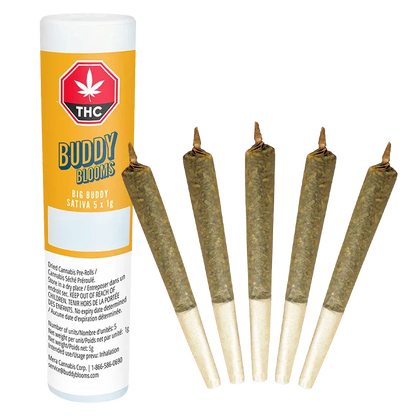 Five pre-rolled joints fanned in front of a yellow Buddy Blooms Big Buddy PR 5 x 1 g tube against a white background.