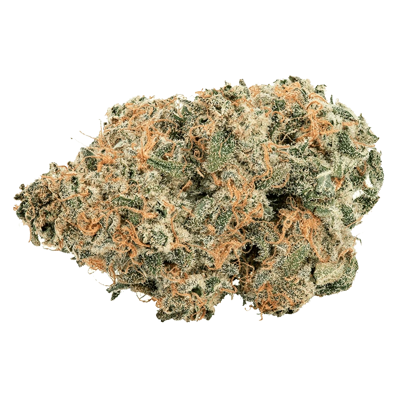 Close-up view of the Purple Cherry Punch flower, displaying vibrant green and purple hues with a detailed, textured surface.