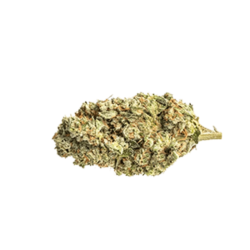 Close-up view of the Black Sherb cannabis bud, displaying a dense, textured surface with a greenish hue.