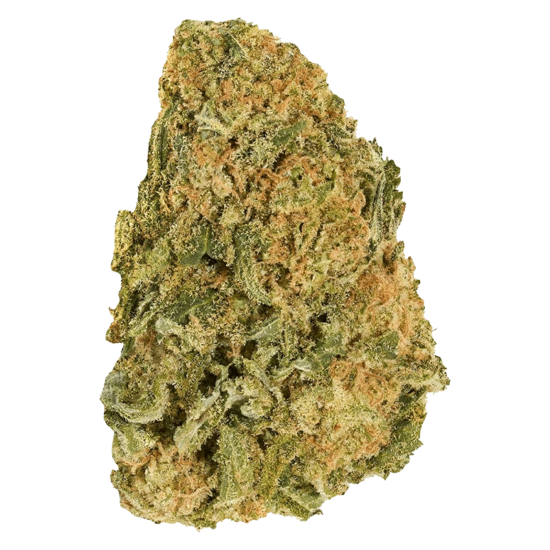 Close-up of the Sugar High with bright yellow and orange hues, viewed from a slight angle against a neutral backdrop.