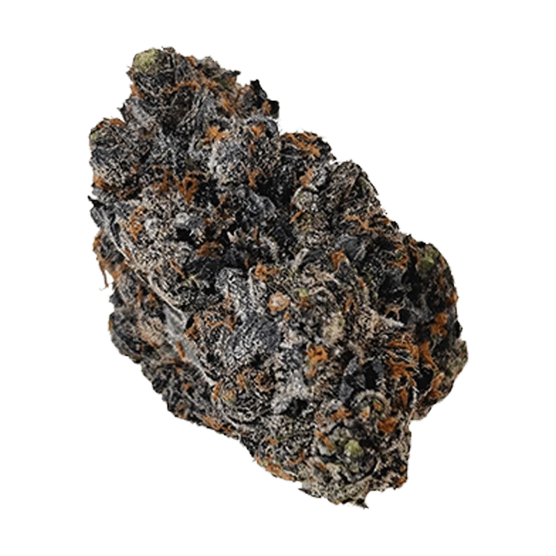Close-up of the Lemon Cherry Sherb bud with visible trichomes and vibrant green coloring against a plain white backdrop.