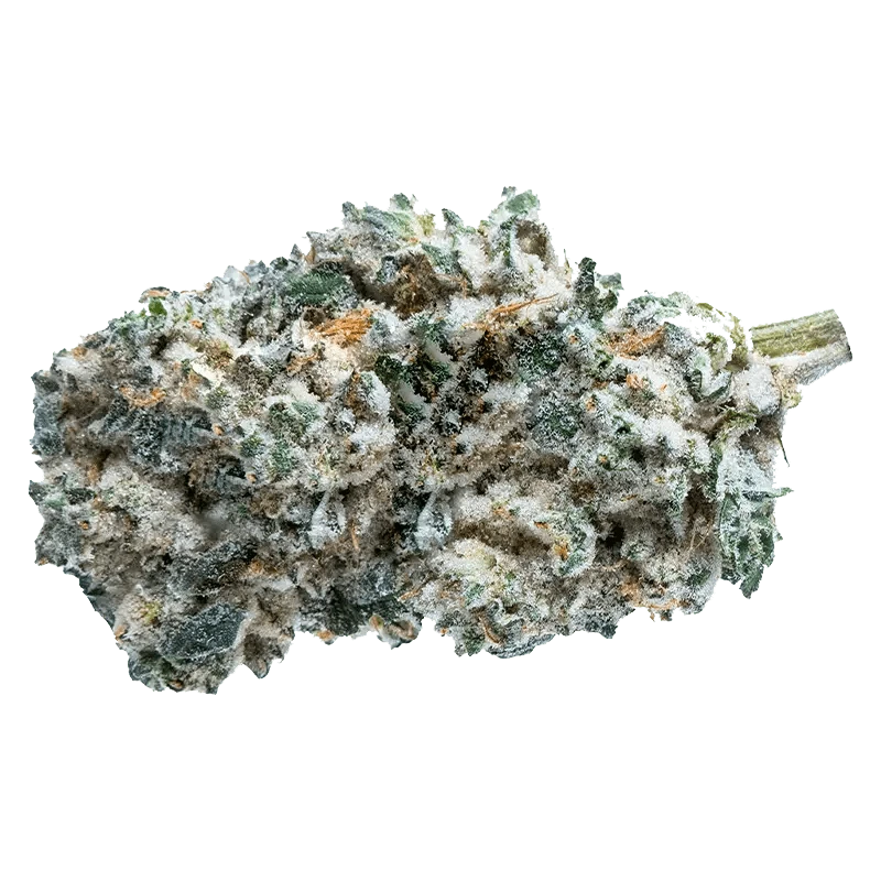 Close-up view of the Kush Breath bud, showcasing its dense, textured surface and vibrant green hues.