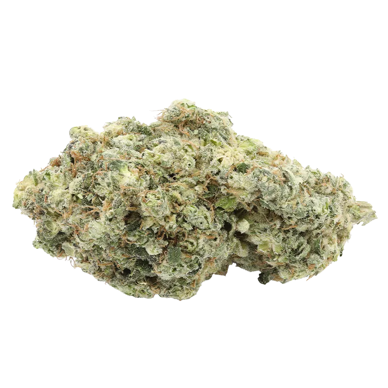 Close-up front view of the frosty green and amber bud of "Ruby Haze" against a clean white background.