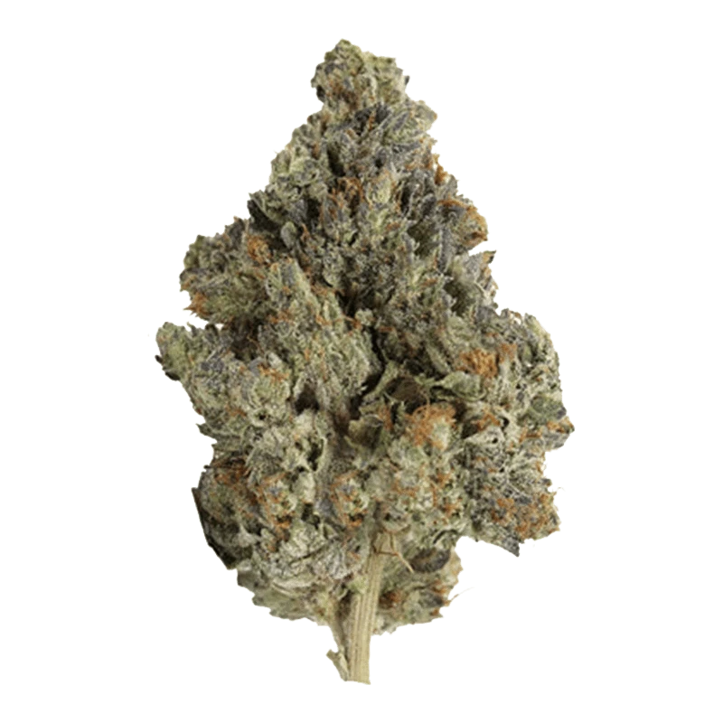 Close-up view of the Master Kush Ultra cannabis bud, showcasing its dense, textured structure against a neutral background.