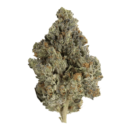 Close-up view of the Master Kush Ultra cannabis bud, showcasing its dense, textured structure against a neutral background.