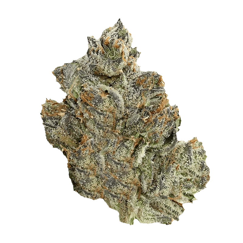 Close-up of the Pink Death, showcasing a textured, detailed surface against a plain white background.