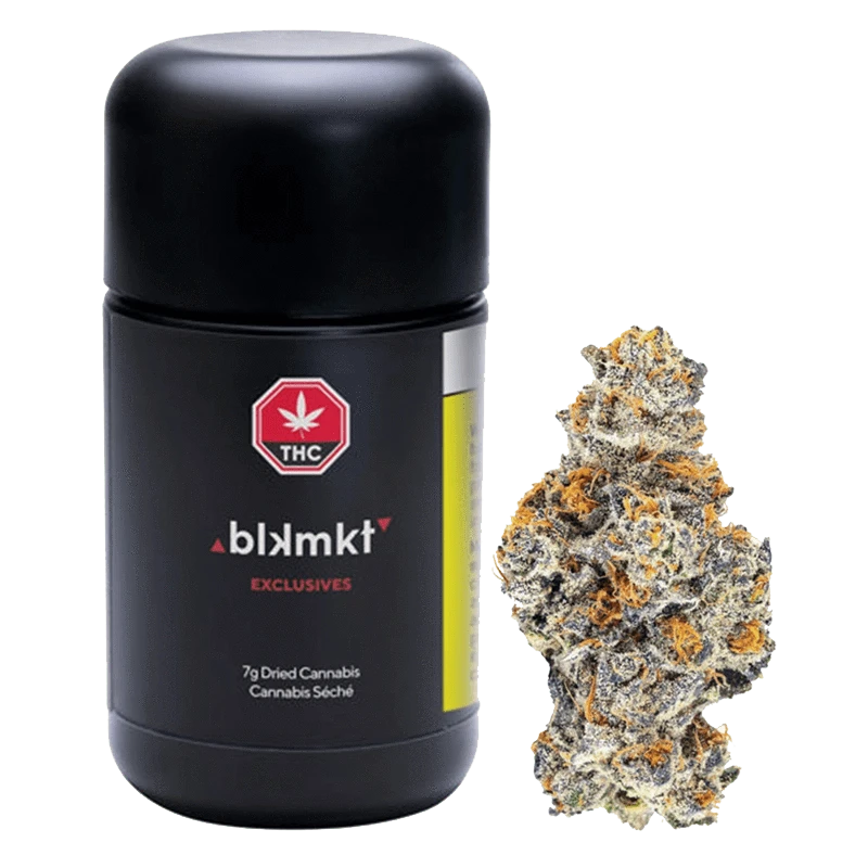 Front view of the Exclusives - Pink Kitty, showcasing a vibrant pink flower bud against a stark white backdrop.