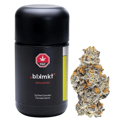 Front view of the Exclusives - Pink Kitty, showcasing a vibrant pink flower bud against a stark white backdrop.