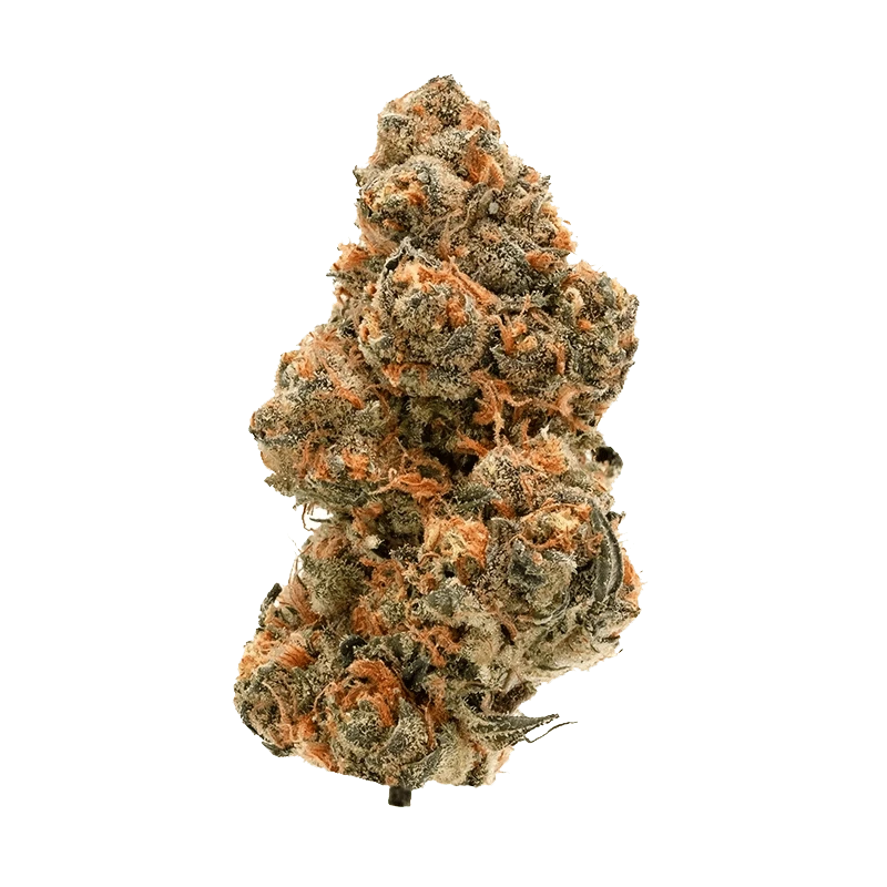 Close-up of the Key Lime Pie strain showing a dense bud with visible trichomes against a neutral background.