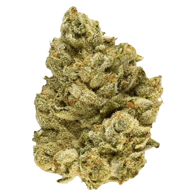 Close-up of the EmergenZ, showing a textured, organic shape against a plain white background.