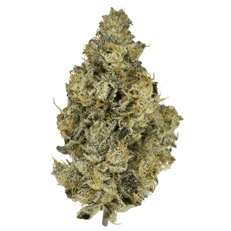 Close-up view of the Orange Fizz with its detailed, textured surface against a plain white background.