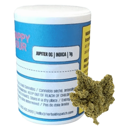 Close-up of the Happy Hour Jupiter OG flower, showcasing its green and golden hues in a brightly lit studio shot.