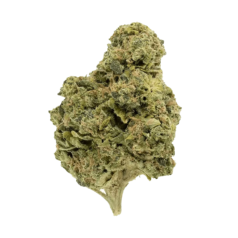 A close-up, side view of the Garlic Fumez bud, displaying its dense, textured surface and vibrant green color.