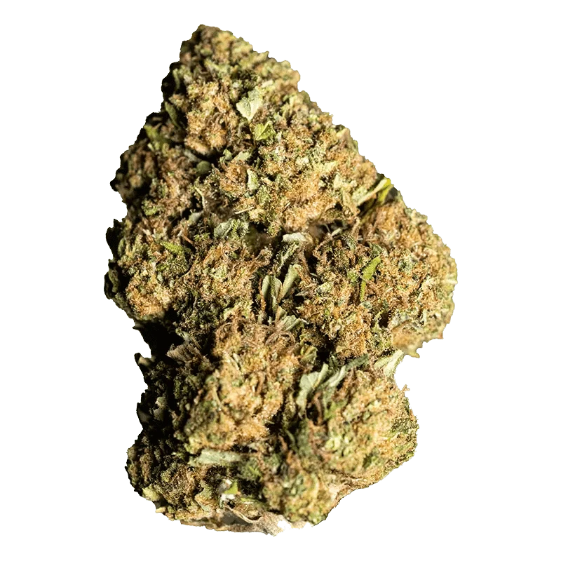 Close-up shot of the textured, green **GG4 x Alien Technology** bud against a stark white background.