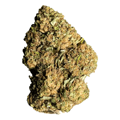 Close-up of the GG4 x Alien Technology cannabis bud, showing its dense, textured surface against a neutral background.