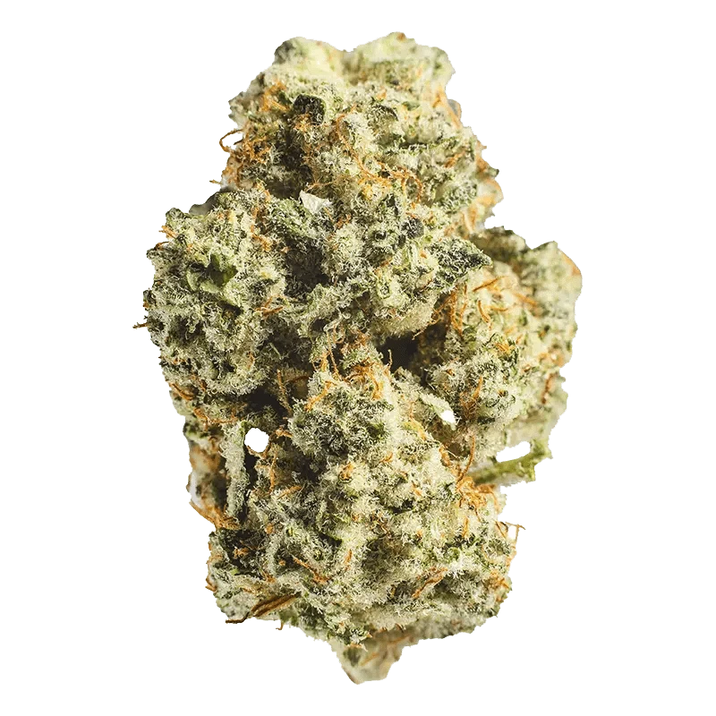 Close-up of the Sour Amnesia, showcasing its textured, off-white surface against a plain white background.