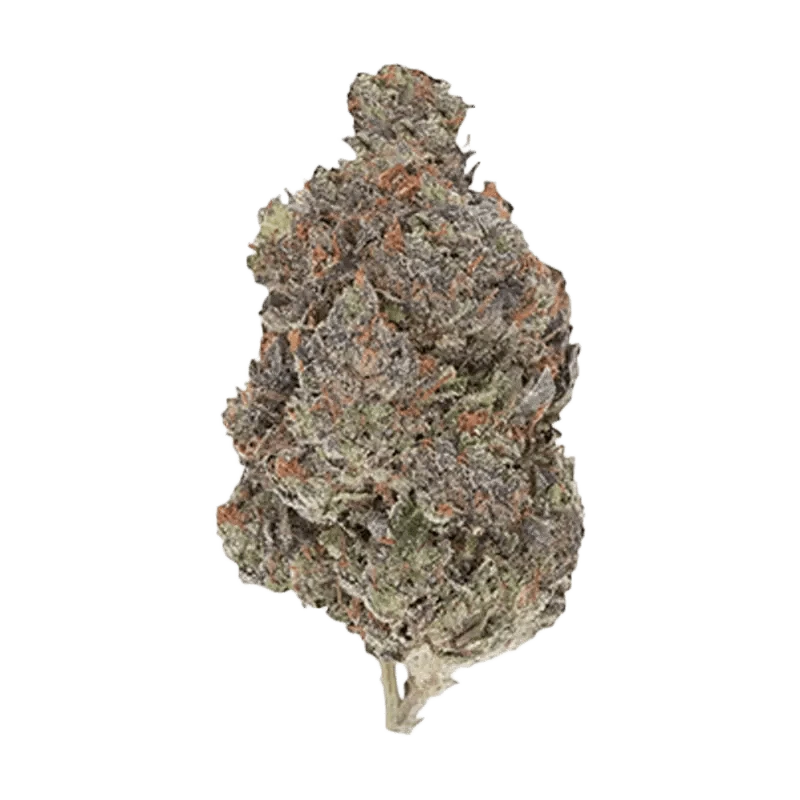 Close-up of the Diablo, showing its textured surface and dark color against a plain white background.