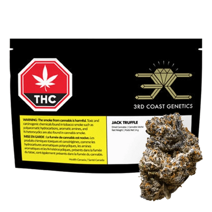 Close-up of the Jack Truffle flower bud against a dark background, showcasing its dense, textured form.